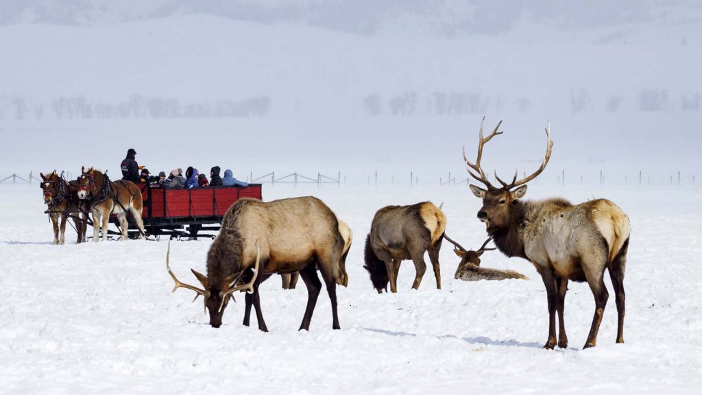 Jackson Hole, Wyoming National Elk Refuge